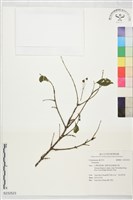 登錄號:S232523藏品圖，第1張