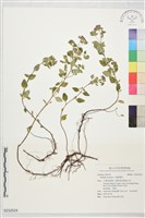胡椒薄荷藏品圖，第1張