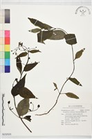 雙鋸齒玄參藏品圖，第1張