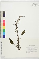 中原氏鼠李藏品圖，第1張