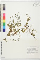 高山通泉草藏品圖，第1張