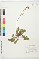 阿里山紫花鼠尾草藏品圖，第1張