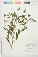 黃金珠藏品圖，第1張