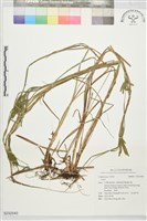 登錄號:S232540藏品圖，第1張