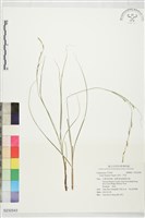 束草、莎草藏品圖，第1張