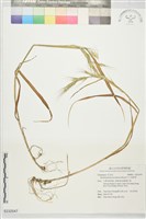 川上短柄草藏品圖，第1張