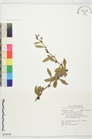 臺灣小蘗藏品圖，第1張