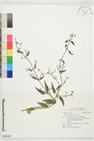 林氏茜草藏品圖，第1張