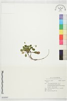 登錄號:S232557藏品圖，第1張