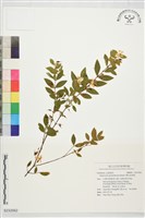 雙花金絲桃藏品圖，第1張