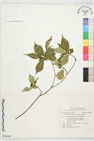 疏果海桐藏品圖，第1張