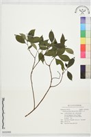 薄葉玉心花藏品圖，第1張