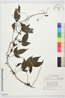 彭氏鐵線蓮藏品圖，第1張