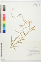 玉山石竹藏品圖，第1張