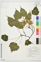 臺灣紅榨槭藏品圖，第1張