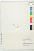 登錄號:S232579藏品圖，第1張