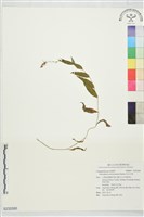 玉山沙參藏品圖，第1張