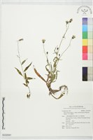 玉山毛蓮菜藏品圖，第1張