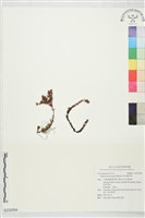玉山佛甲草藏品圖，第1張