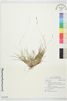 登錄號:S232595藏品圖，第1張