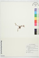 高山蓼藏品圖，第1張