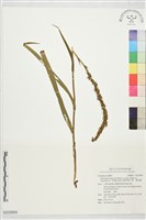 細葉零餘子草、腳根蘭藏品圖，第1張