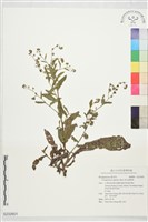 高山倒提壺藏品圖，第1張