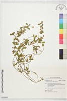 黃菽草藏品圖，第1張