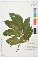 長圓樓梯草藏品圖，第1張