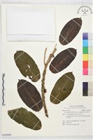 雀榕藏品圖，第1張