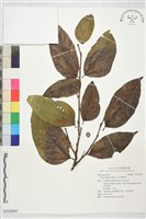 菲律賓榕藏品圖，第1張