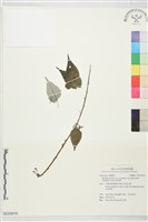 青苧麻藏品圖，第1張