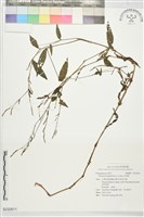 早苗蓼藏品圖，第1張