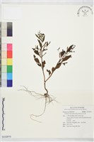 水丁香藏品圖，第1張