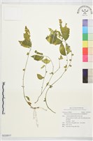 臺灣樓梯草藏品圖，第1張