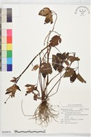 鉤柱毛茛藏品圖，第1張