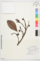 豬母乳、水同木藏品圖，第1張