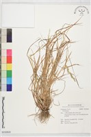 登錄號:S232620藏品圖，第1張