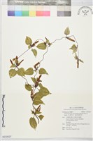 玉山肺形草、披針葉肺形草藏品圖，第1張