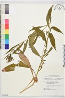 大本山梗菜藏品圖，第1張