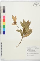 赤皮藏品圖，第1張