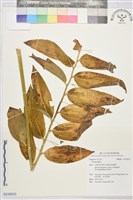 登錄號:S232633藏品圖，第1張