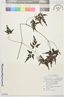 巴氏鐵線蓮藏品圖，第1張
