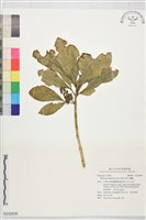 假三腳虌藏品圖，第1張