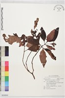 小花蛇根草藏品圖，第1張