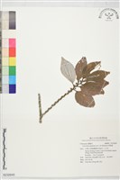 四脈麻藏品圖，第1張