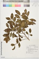 登錄號:S232646藏品圖，第1張