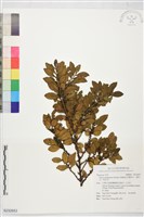 凹葉柃木、濱柃木、翠米茶藏品圖，第1張