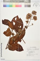 恆春鉤藤藏品圖，第1張