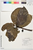 蘭嶼落葉榕藏品圖，第1張